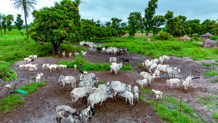 Livestock - Ogun State