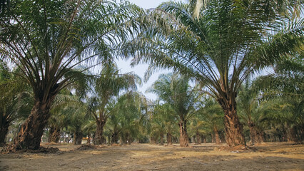 Palm Oil Farm - Oyo State