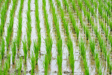 Rice Farm - Benue State