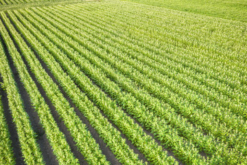 Sesame Farm - Benue State