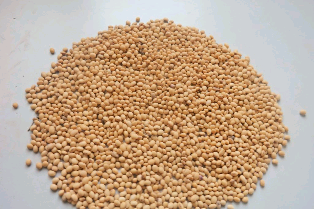 Soybean Farm - Benue State