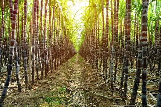 Sugarcane Farm - Bauchi State